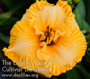 Daylily Spacecoast Cheese Whiz